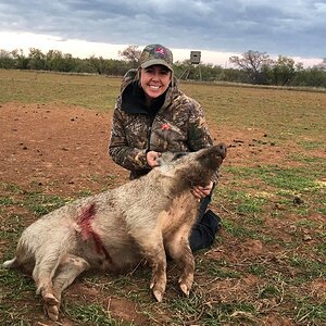 Hunting Boar in Texas USA