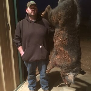 Boar Hunting Texas USA