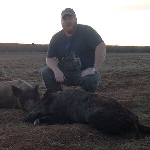 Texas USA Hunting Boar