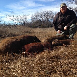 Boar Hunt Texas USA