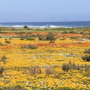 West Coast and Namaqualand Tour South Africa