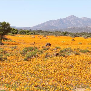 West Coast and Namaqualand Tour South Africa