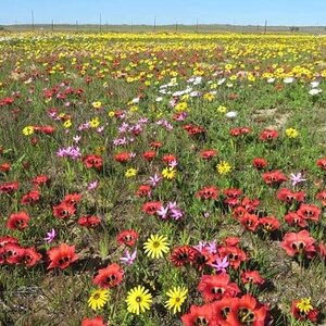 West Coast and Namaqualand Tour South Africa