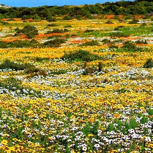 West Coast and Namaqualand Tour South Africa