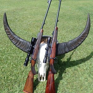 275 Rigby Rifle & 9.3x62 Rifle