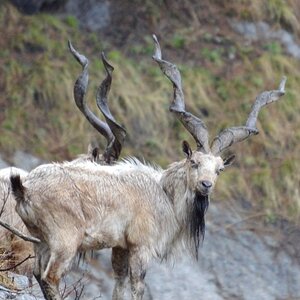 Markhor