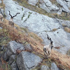 Markhor