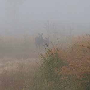 Moose British Columbia Canada