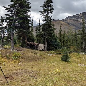 Canada Northern British Columbia Goat & Moose Hunt