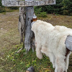 Canada Northern British Columbia Goat & Moose Hunt