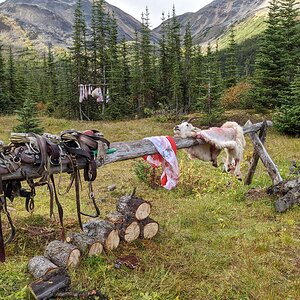 Canada Northern British Columbia Goat & Moose Hunt