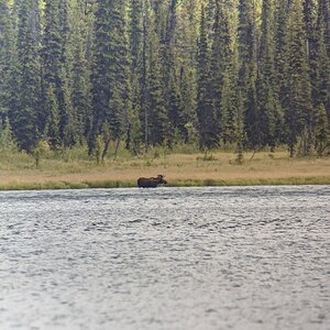 Canada Northern British Columbia Goat & Moose Hunt