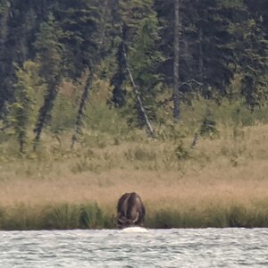 Canada Northern British Columbia Goat & Moose Hunt