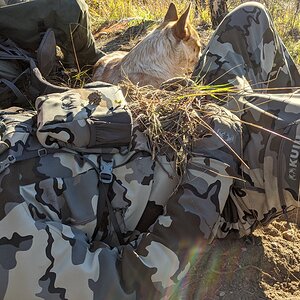 Canada Northern British Columbia Goat & Moose Hunt