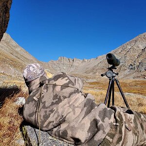 Mountain Goat Hunting Colorado USA