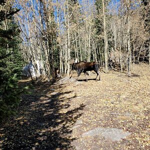 Moose Colorado USA