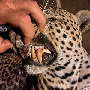 Teeth of a leopard