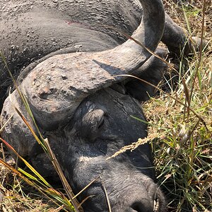 Hunt Cape Buffalo in Tanzania