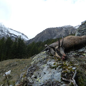 Chamois Female In Her Environment Italy