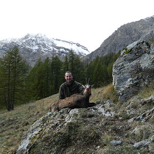 Female Chamois From The Alps Italy