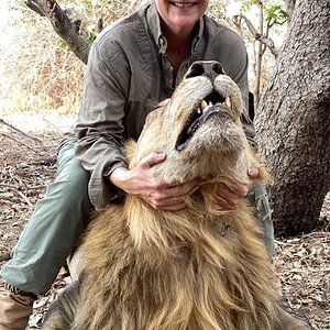 Zambia Hunting Lion