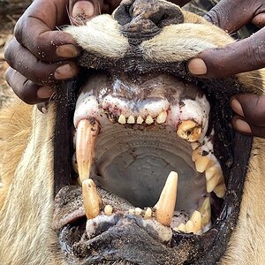 Lion Teeth