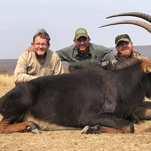 South Africa Hunt Sable Antelope