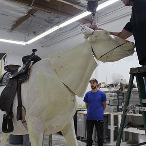 Texas Longhorn Taxidermy Build