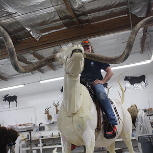 Texas Longhorn Taxidermy Build