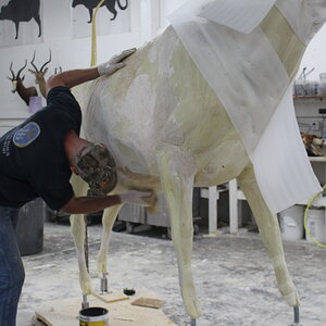 Texas Longhorn Taxidermy Build