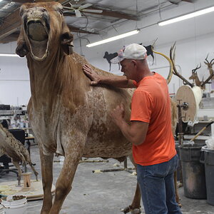 Texas Longhorn Taxidermy Build