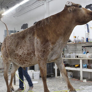 Texas Longhorn Taxidermy Build