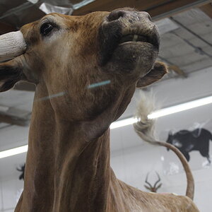 Texas Longhorn Taxidermy Build