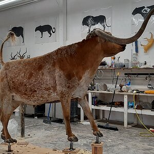 Texas Longhorn Taxidermy Build