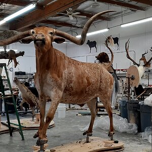 Texas Longhorn Taxidermy Build