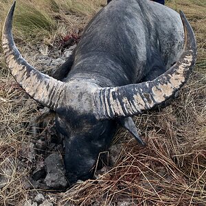 Asiatic Water Buffalo Hunt Australia