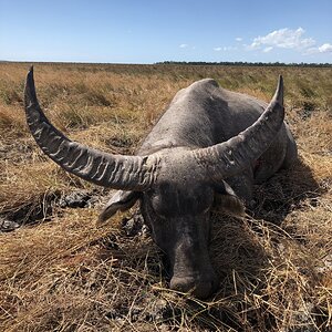 Australia Hunt Asiatic Water Buffalo