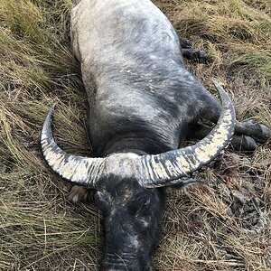 Asiatic Water Buffalo Hunting Australia