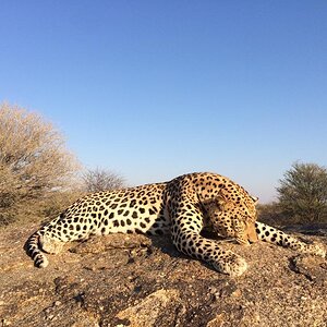 Hunt Leopard in Namibia