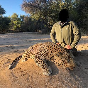 Namibia Hunt Leopard