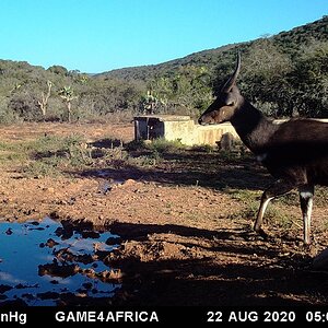 Bushbuck Trail Cam Pictures South Africa