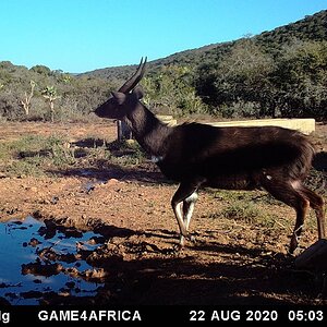 South Africa Trail Cam Pictures Bushbuck