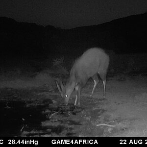 Trail Cam Pictures of Bushbuck in South Africa