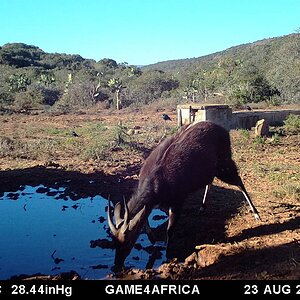 South Africa Trail Cam Pictures Bushbuck