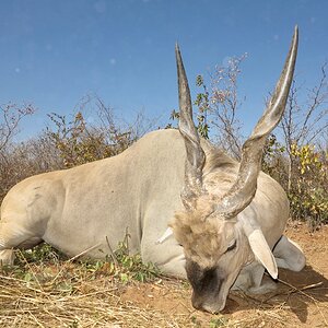 Namibia Hunt Eland