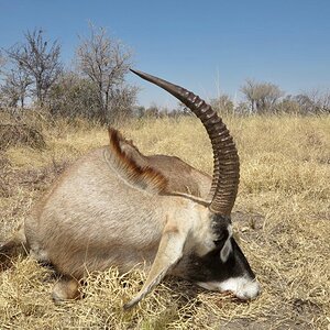 Hunting Roan in Namibia