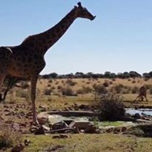 Giraffe South Africa