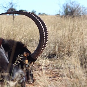 Sable Antelope Hunt South Africa