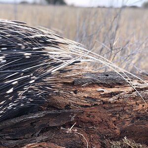 Porcupine quills