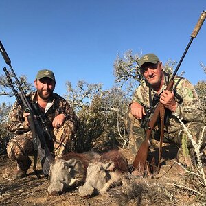 South Africa Hunt Warthog